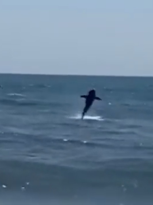 A shark, said to be a great white, lunges through the air off the coast of New York. Picture; Supplied