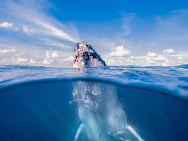 Whale Watch Swim with the Whales Tour,  Credit. Picture: : Tourism and Events Queensland