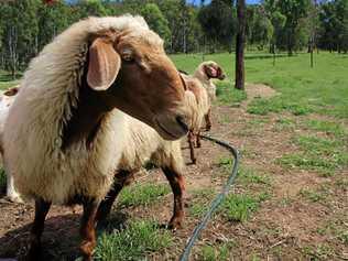 GOOD STUFF: Awassi Queensland has been recognised for its sheep milk products for a second year running. Picture: Dominic Elsome