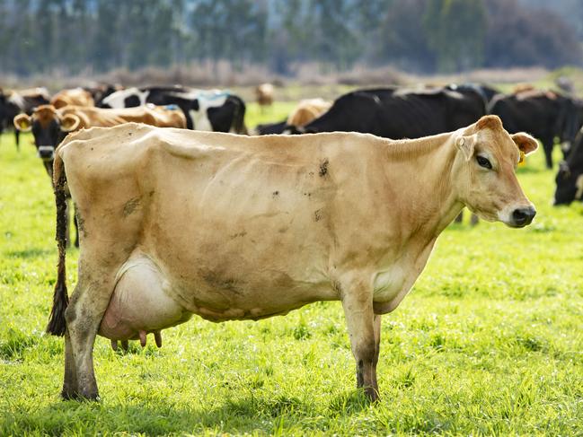 Man chased by cow hospitalised