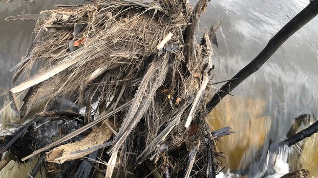 Sticks, trees, leaf material and other debris has been lodged and built up silt at Audley Weir. Picture: Ashleigh Tullis