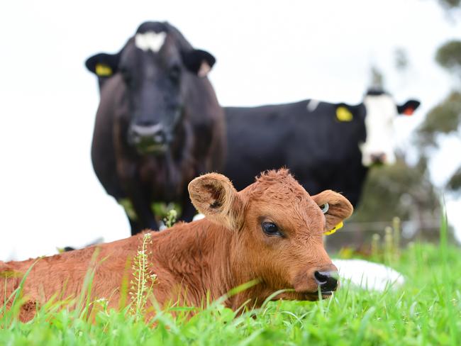 The mission at How Now Dairy is to rid the world of Bobby Calves - the 5 day old calves that are essentially a by-product in the commercial world of Dairy Farming. Picture: Zoe Phillips