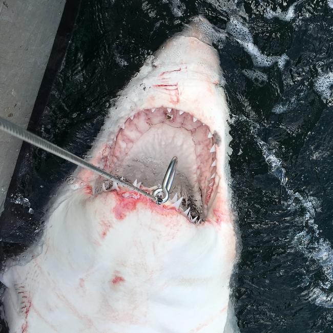 A 3.2-metre-long female great white shark that was caught in a controversial new shark net at Sharpes Beach in Ballina. (AAP Image/NSW Department of Primary Industry)