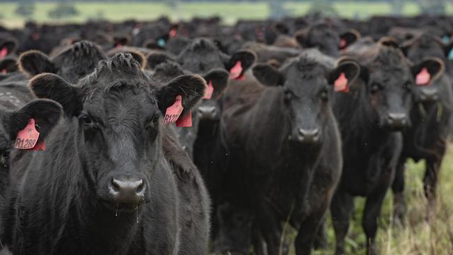 The plan aims to cull cow herds to reduce methane emissions. Picture: Zoe Phillips