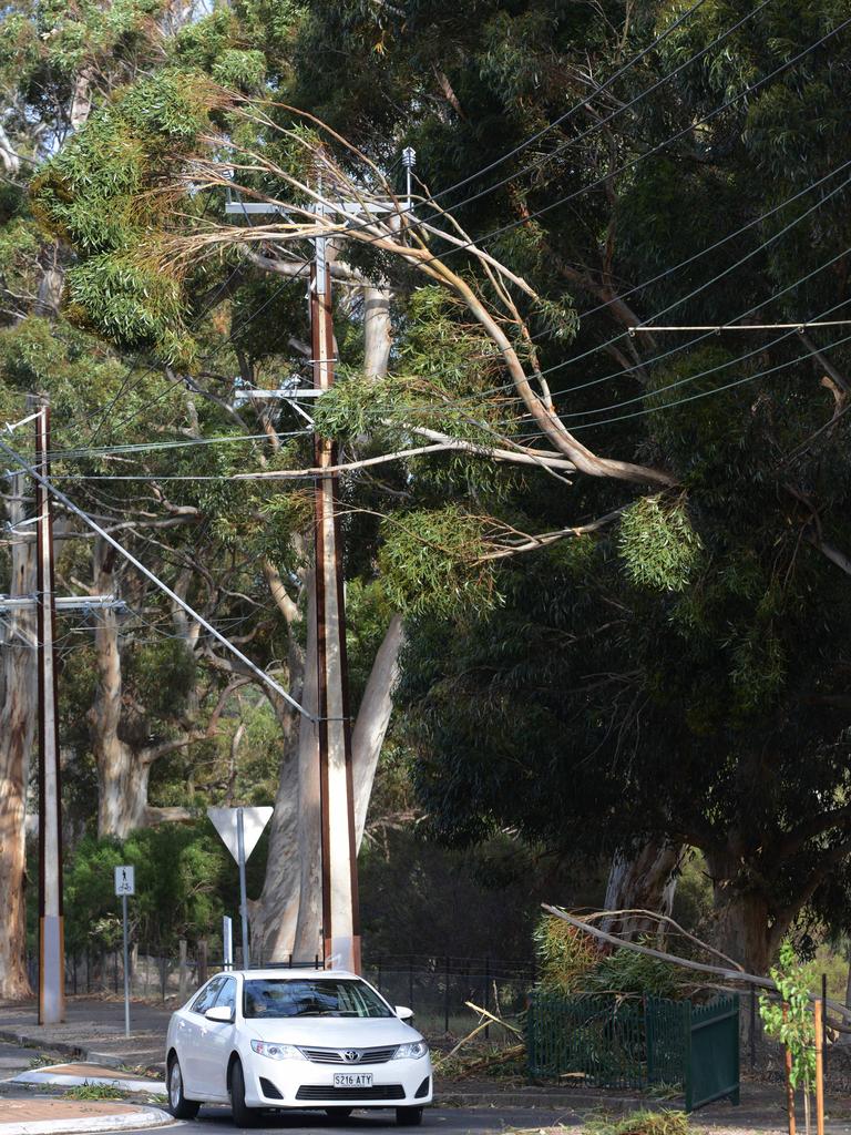 A broken branch rests across powerlines at Netherby. Picture: AAP / Brenton Edwards