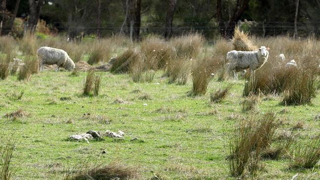 The remains of a sheep at a Mt Duneed property. Picture: Alison Wynd