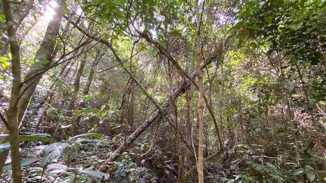 Yowies are believed to mark their territory by making large crosses out of fallen trees. Picture: Supplied