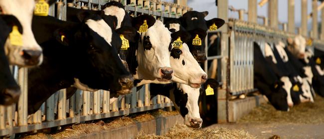 Cows in the free stall dairy farm Callara near Gooloogong in the central west of NSW. Picture: Toby Zerna