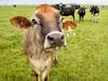 Dairy firm directors face grilling on $72m collapse