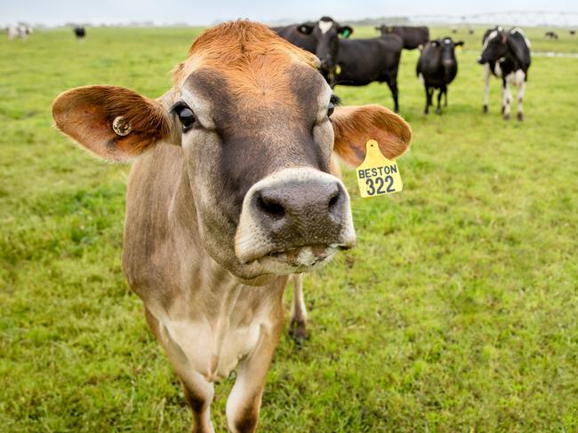 Beston dairy cows on the company's farms at Mt Gambier. Picture: SUPPLIED