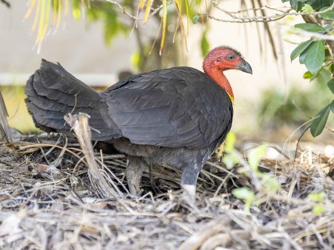 Bush turkey making itself at home in Lazenby Street, McDowall, Thursday, October 17, 2024 - Picture: Richard Walker