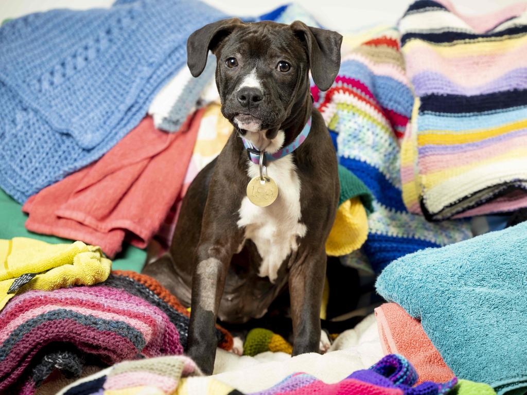 Shock blanket outlet for dogs