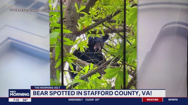 Bear spotted in Stafford County tree