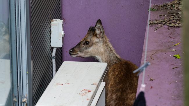 One of two deer captured at Leichhardt last week. Picture: Gaye Gerard