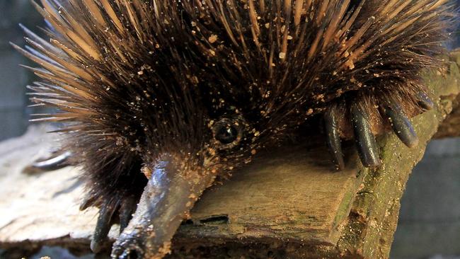 Piggie the echidna pictured at the Currumbin Sanctuary.