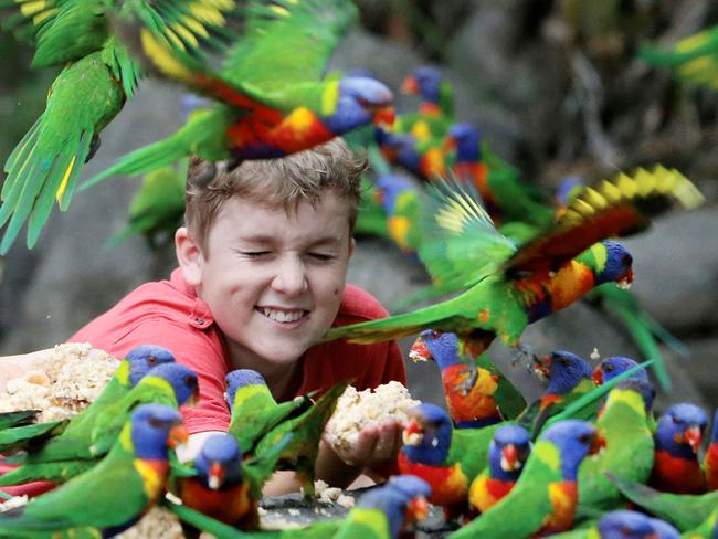 School Holiday fun - Callum Mackenzie-Cree, 13, enjoys feeding the rainbow lorikeets at Thunderbird Park. It's a free activity. Pic by Luke Marsden.