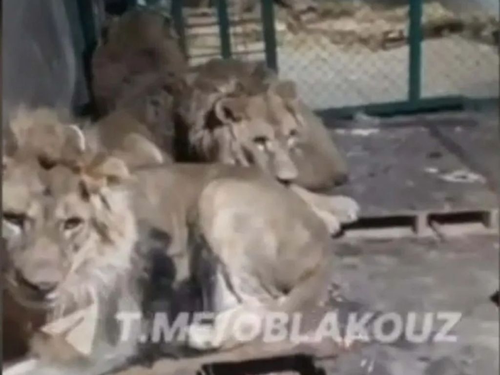 The three lions were lying quietly in their cage when he entered. Picture: East2West News