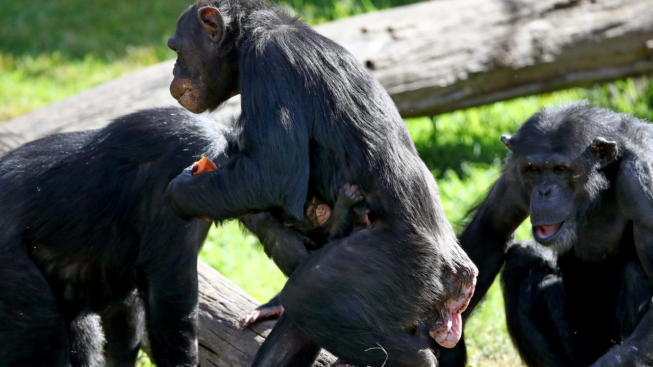 The study found that ape species including chimpanzees use gestures and contact to mark the start and end of social interactions just as humans do. These chimpanzees at Sydney’s Taronga Zoo were not part of the study. Picture: Toby Zerna.