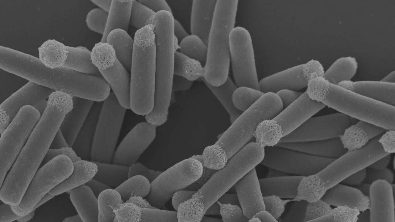 University of Adelaide researchers have named a new strain of bacteria after Professor Nicola Spurrier. Picture: Supplied