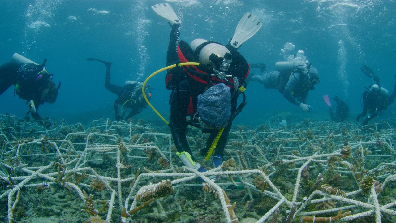 The Reef Cooperative launches reef star factory | Townsville Bulletin