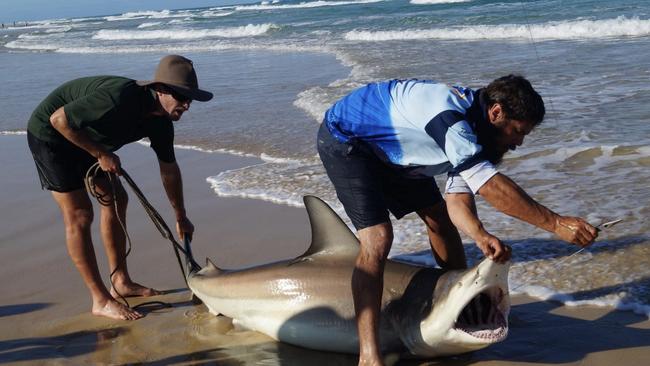 Terese Adams says: "We spent 40 amazing mins watching this legend bring in and release this shark today. What an experience thank you." after a capture off K'gari in September last year.