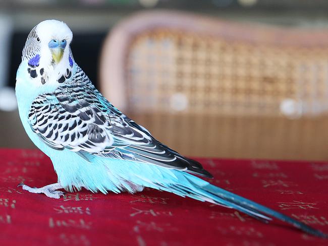 <b>Binky the budgie:</b> Binky is an absolute menace, and friends with my cat, believe it or not. He mimics her and meows when she goes past. He also refers to himself as Pretty Binky.