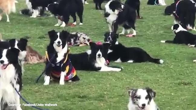 Almost 600 Border Collies gather in bid to Break World Record