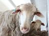 Europe a live sheep exporting powerhouse