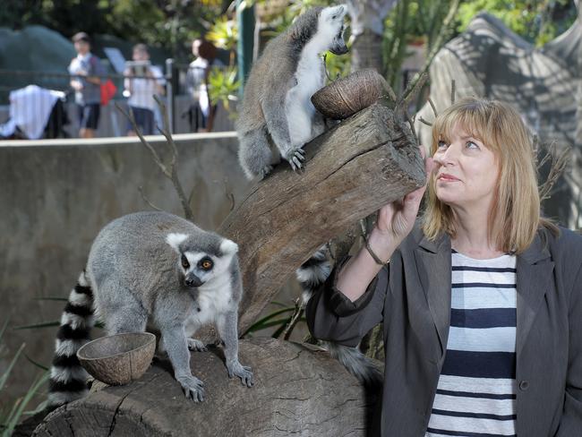 Zoos SA chief executive Elaine Bensted with ring-tailed lemurs. Picture: Nicholas Wrankmore