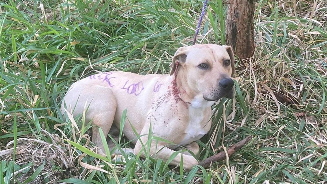 The mastiff cross suffered puncture wounds to his neck.