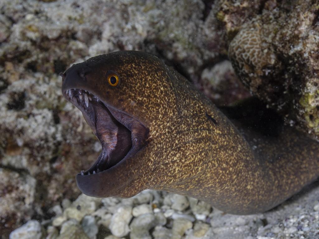 The peculiar find was larvae from a species of eel that ‘hatch way out in the ocean and are initially part of the plankton’.