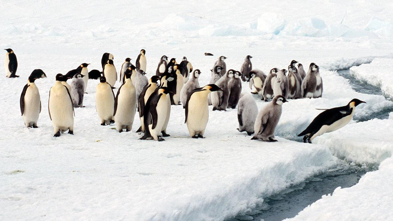 16/02/1999. Emperor penguins carefully cross cracks in the sea ice in the Antarctica. Animal / Penguin