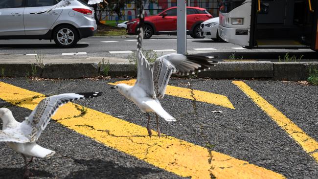 Seagulls outside the Dandenong Market. Picture: Penny Stephens