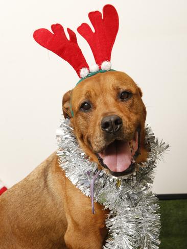 12 Strays Of Christmas | Herald Sun