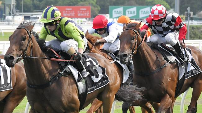 Live And Free impressed in a recent trial and could surprise first-up in the Hawkesbury Gold Cup. Picture: AAP