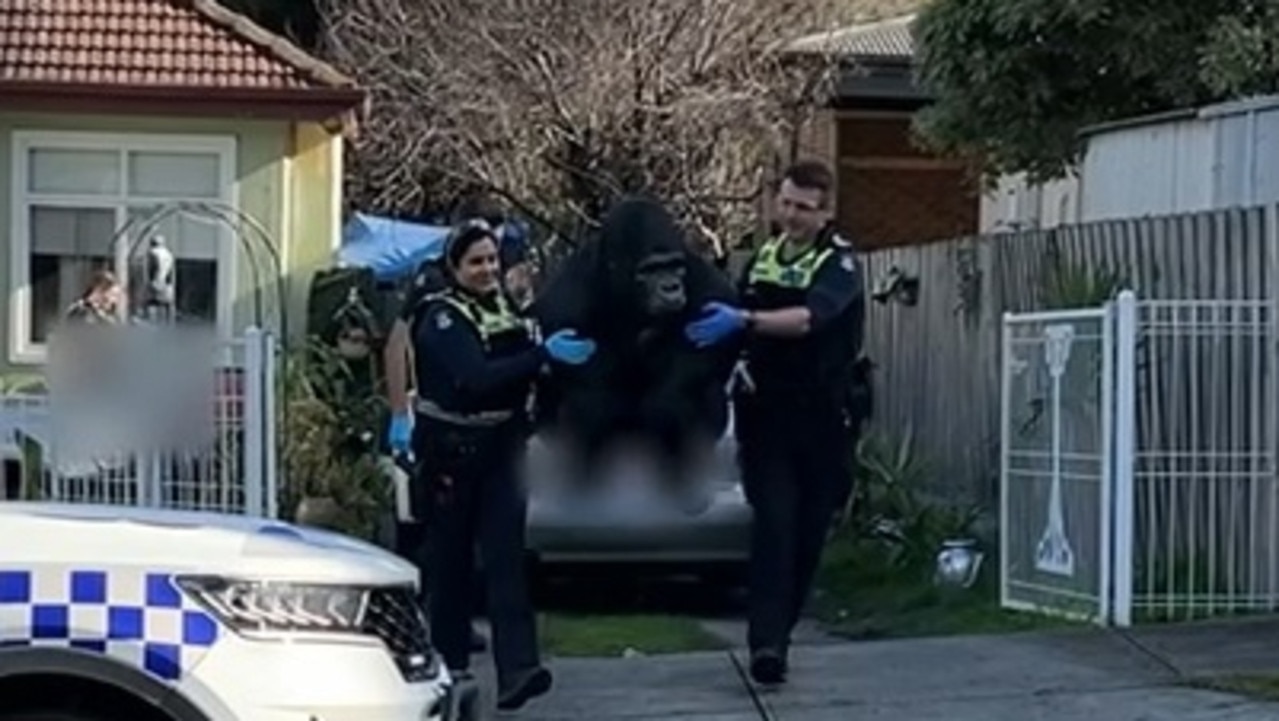 Police recovered the silverback gorilla and he will be returned to the retirement community on Wednesday. Picture: Victoria Police.