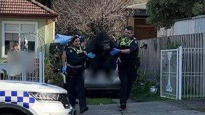 Police recovered the silverback gorilla and he will be returned to the retirement community on Wednesday. Picture: Victoria Police.