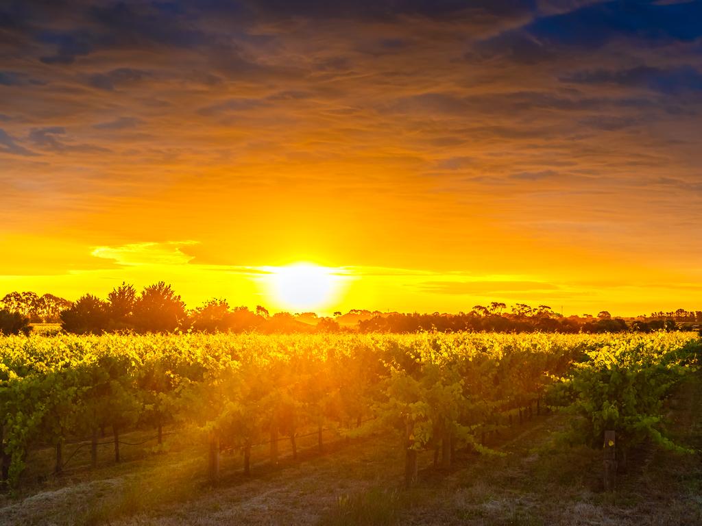 <h2>9. McLaren Vale</h2><p>Head to the renowned <a href="https://mclarenvale.info/" target="_blank" rel="noopener">McLaren Vale</a> to sip some of the country&rsquo;s finest. There are several types of trails; the organic wine trail, family trail, Langton Trail, Southern stars trail and walking trail. Experience the Shiraz Trail in its entirety; from the sea in Willunga to the vines in McLaren Vale, and stop off at the best wineries along the way; <a href="https://www.darenberg.com.au/" target="_blank" rel="noopener">d&rsquo;Arenberg</a>, <a href="https://www.mitolowines.com.au/" target="_blank" rel="noopener">Mitolo Wines</a>, and <a href="https://www.wirrawirra.com/" target="_blank" rel="noopener">Wirra Wirra </a>are only to name a few. If you&rsquo;re all wined out, instead opt for woodfire pizza at Pizzateca, or travel further into the Fleurieu Peninsula for a camel ride in Victor Harbour, go diving at a historic shipwreck off Port Willunga. McLaren Vale is just under an hour south of Adelaide.</p>