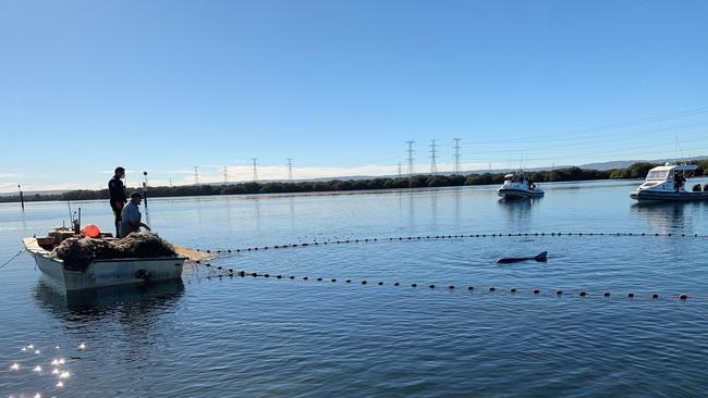 A Port River dolphin captured and having fishing line removed in the Adelaide Dolphin Sanctuary. Picture: Verity Gibbs