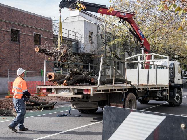 Trees getting the chop in St Kilda Rd. Picture: Jake Nowakowski