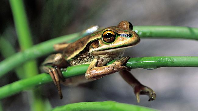 A green and golden bell frog at Sydney Olympic Park.