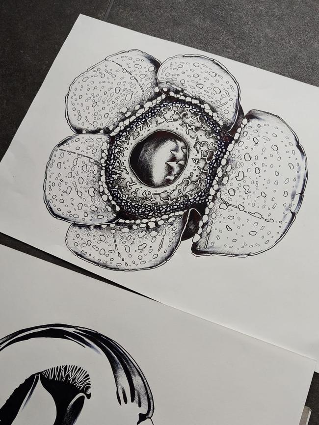 Rafflesia lobata illustration form Chris Thorogood’s field notes.