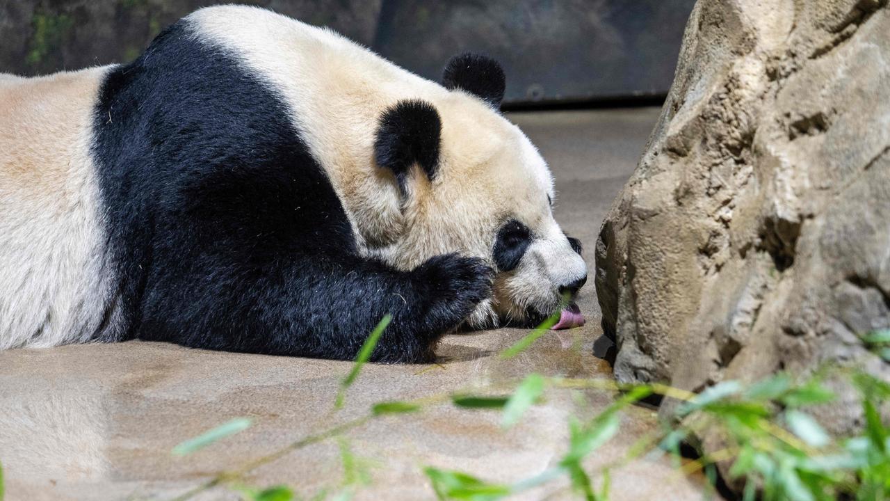 Goodbye, or Just Goodbye for Now? Pandas, Soft Power, and US-China  Relations