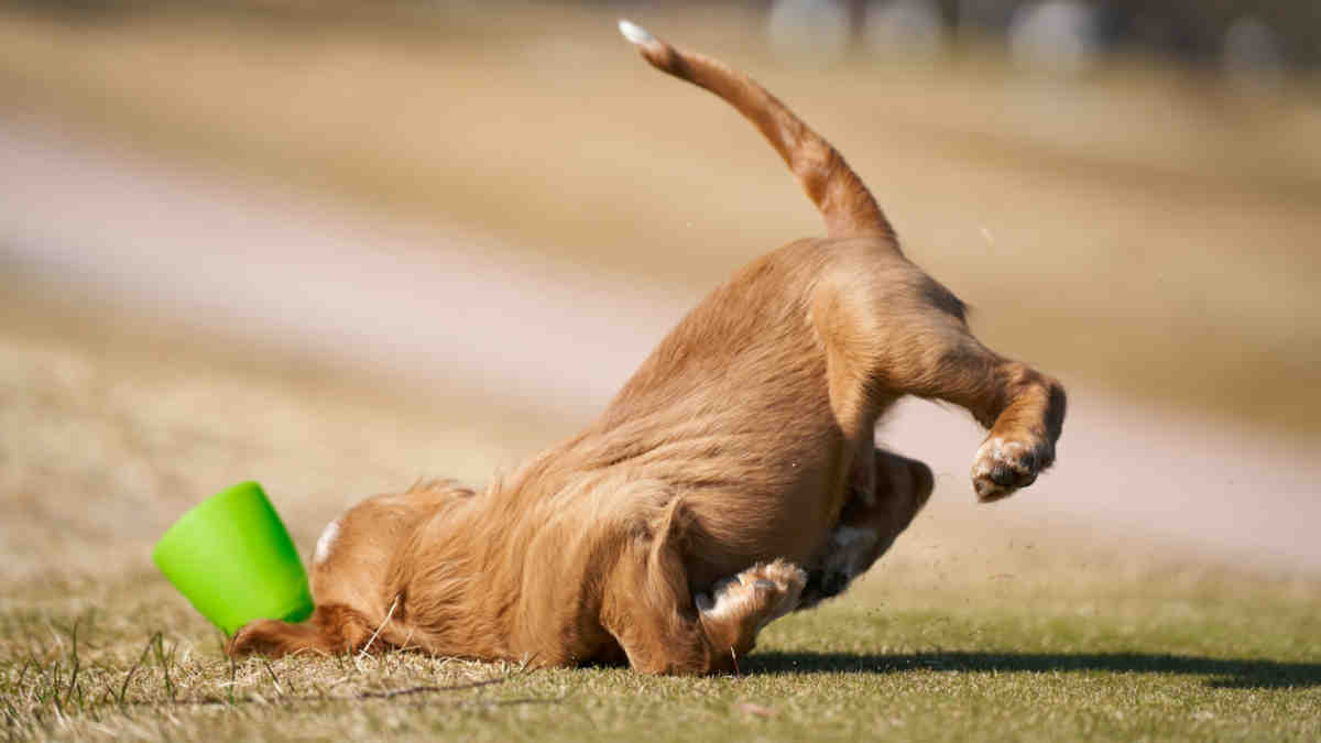 ASX stumbles today. Picture via Getty Images