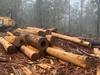 Anti-logging protester’s suspended bed act