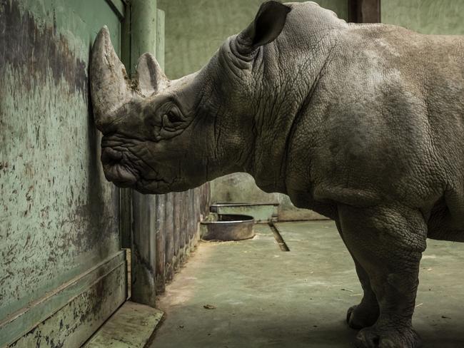 One traumatised rhino has been repeatedly rubbing its horn against a metal gate at the zoo. Picture: Getty Images