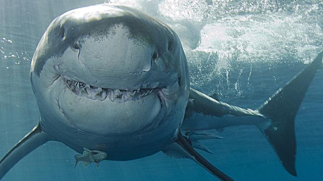 Shark Victoria: Monster shark sightings surge off Victorian coast ...