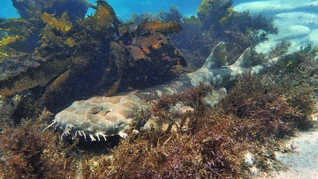 An example of a wobbegong in Manly. Likely not the same one that attacked the surfer. Picture: Ian Donato