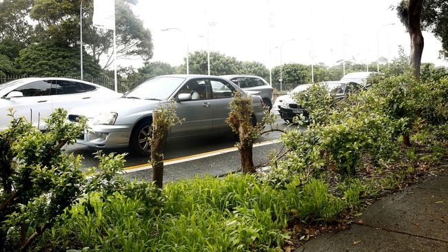 Police ordered this hedge near the corner of South Dowling and Cleveland streets so the thief could no longer hide. Picture: John Appleyard