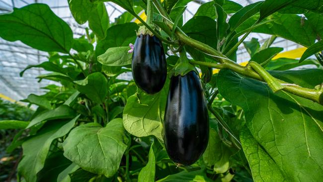 Gippsland Greenhouse Produce is regarded as one of the leading eggplant producers in Australia.